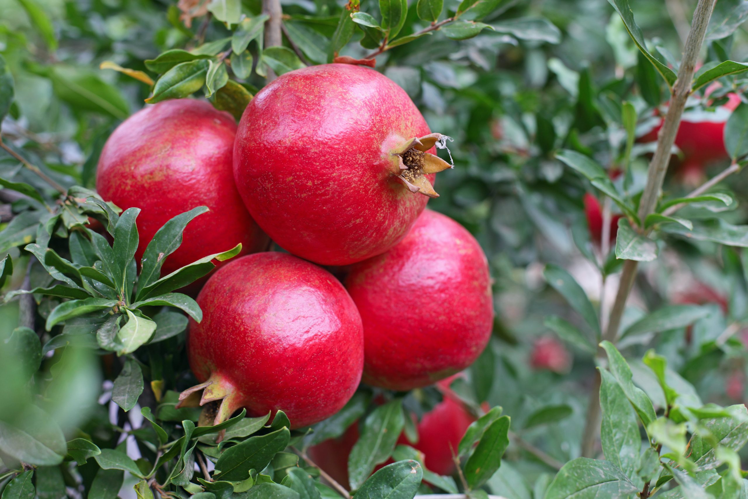 Cómo y cuándo podar árboles frutales - Medifer