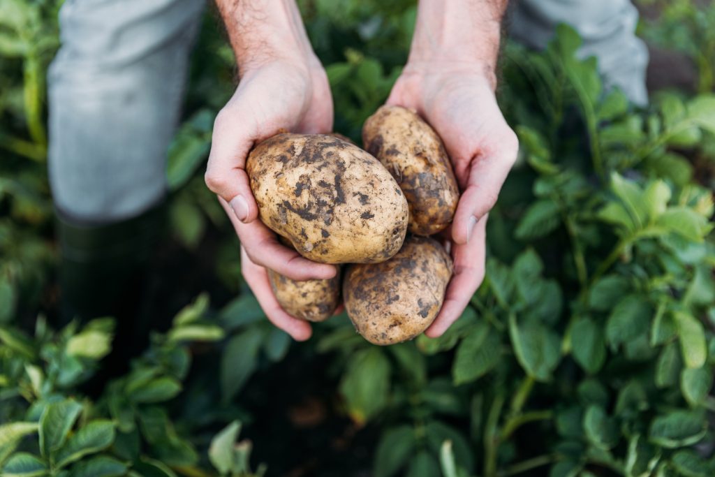 Hombre con patatas en las manos - Agricultura ecológica Medifer