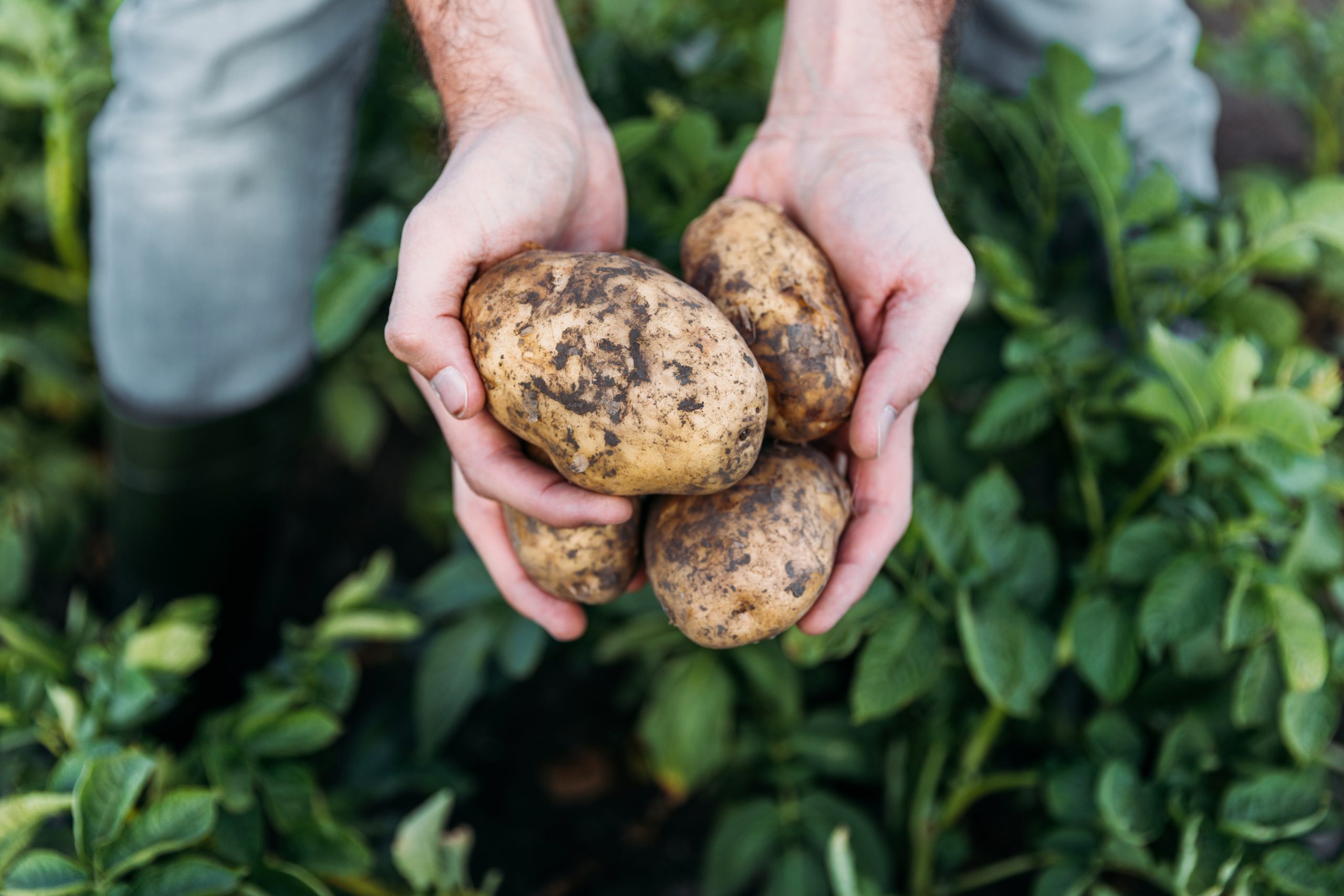 Hombre con patatas en las manos - Agricultura ecológica Medifer
