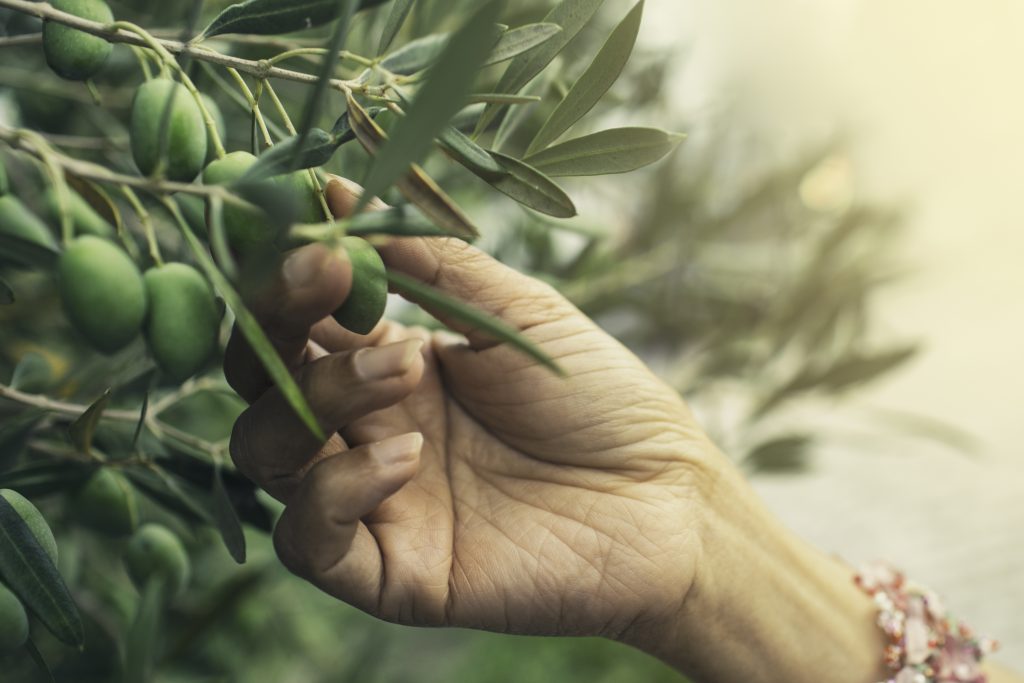 Cómo y cuándo utilizar el abono foliar para olivos - Medifer