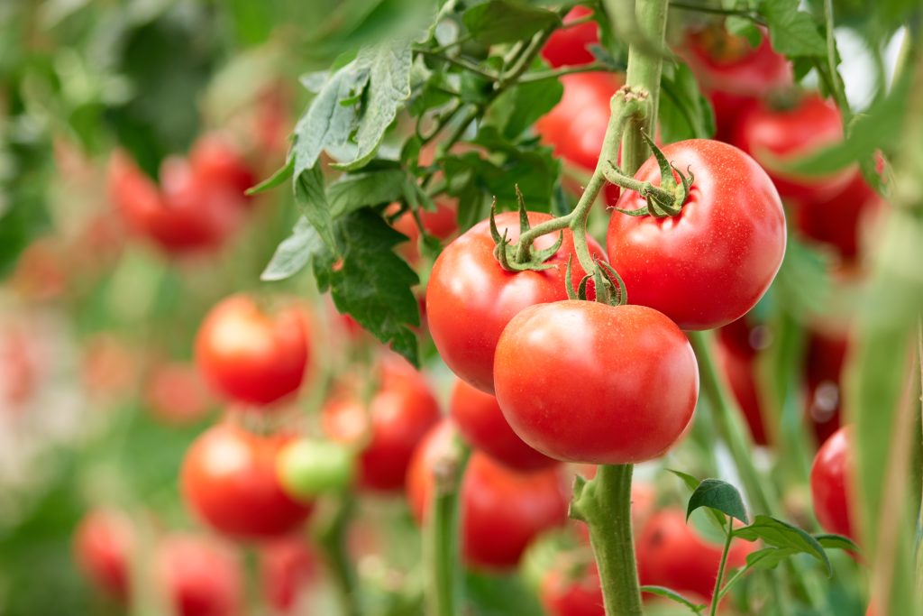 El mejor abono para engordar tomates - Medifer