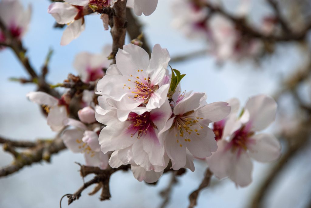 Claves en la floración del almendro- Medifer