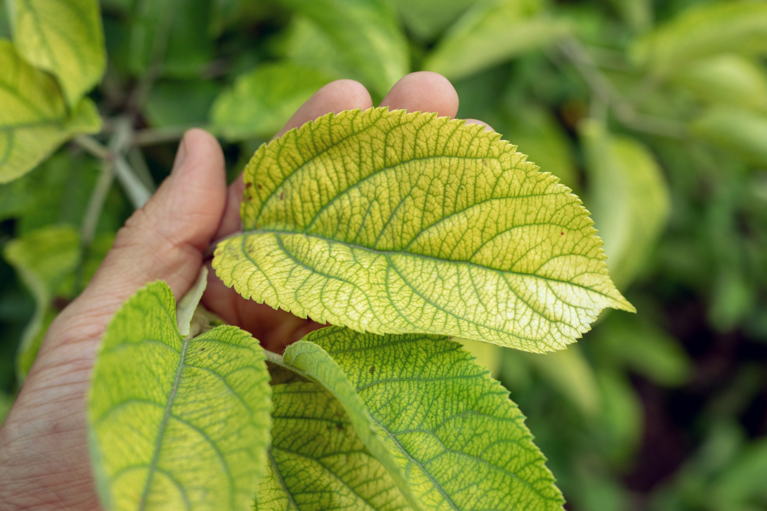 Cómo aplicar y controlar el hierro en las plantas - Medifer