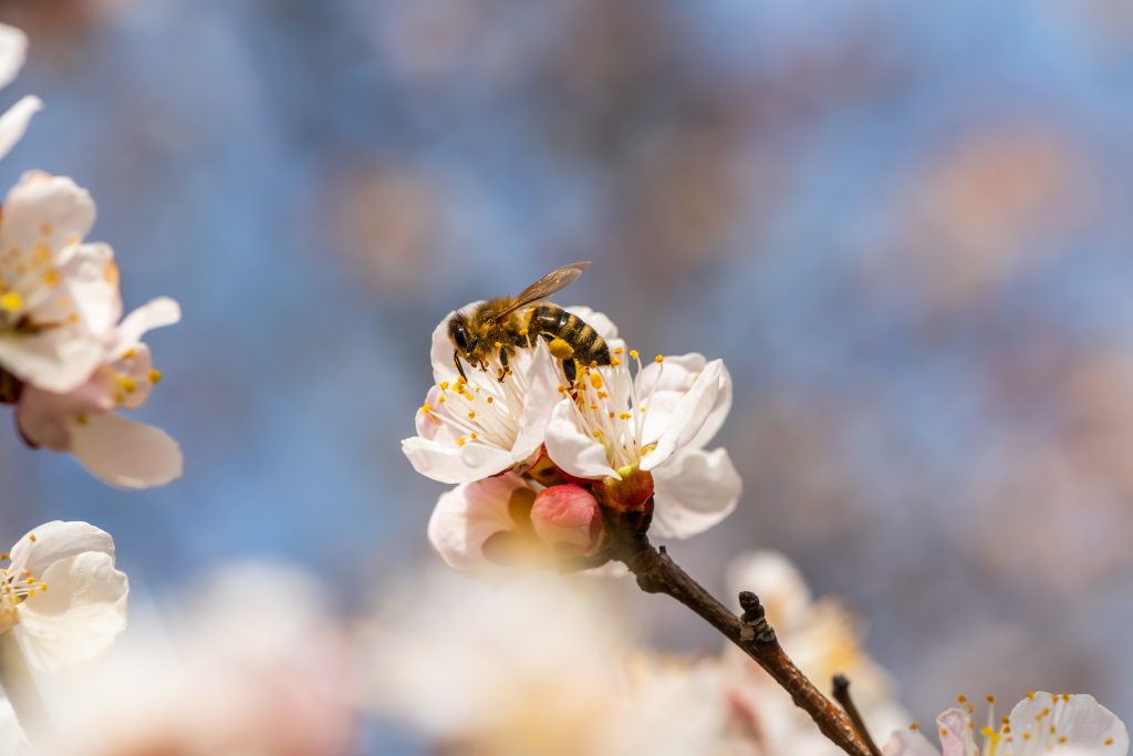 Abeja en almendro - Evitar la caída flores en árboles frutales - Medifer