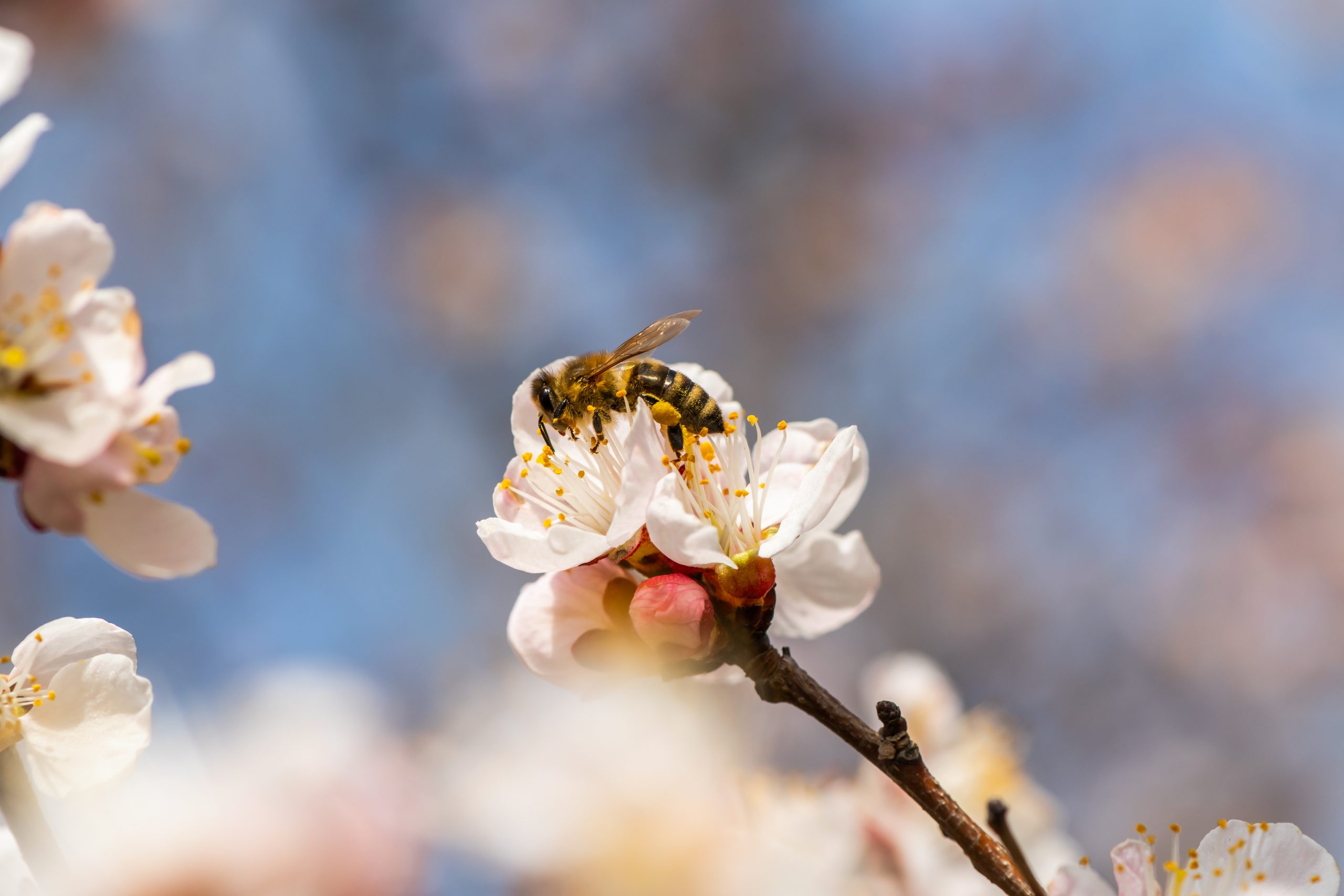 Abeja en almendro - Evitar la caída flores en árboles frutales - Medifer