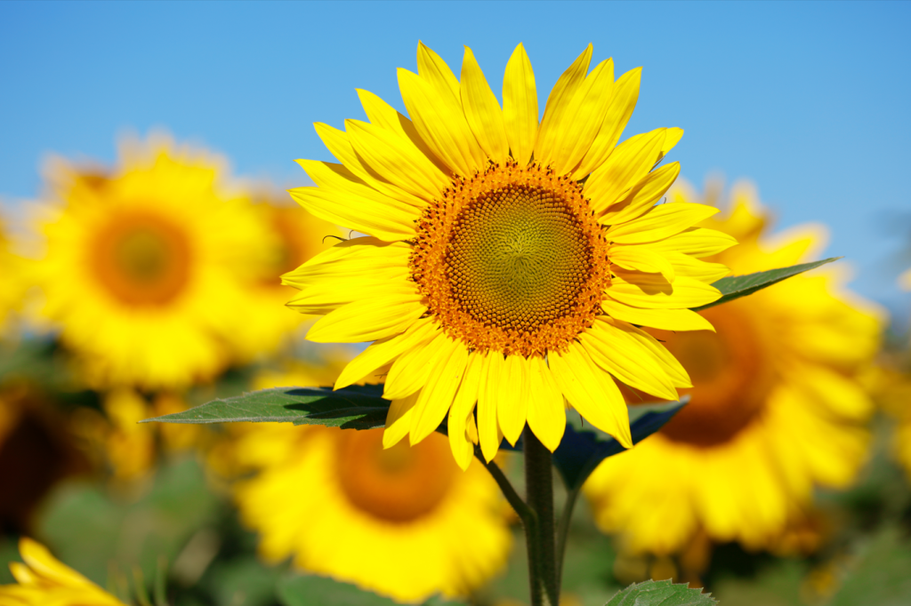 Girasol - Rotación de cultivos Medifer