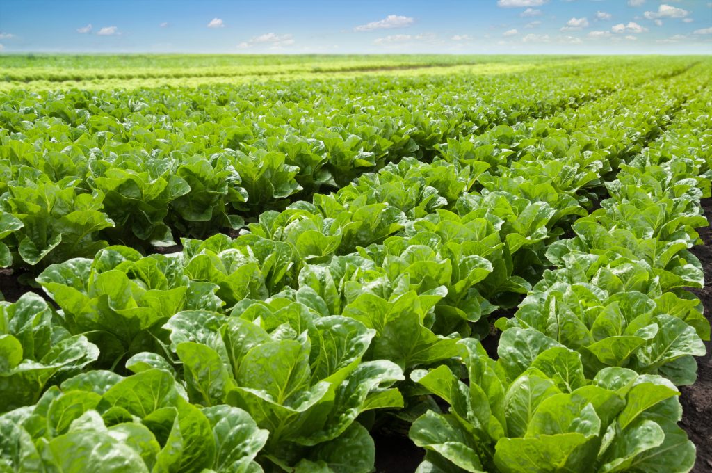 Siembra de lechuga en campo abierto Medifer