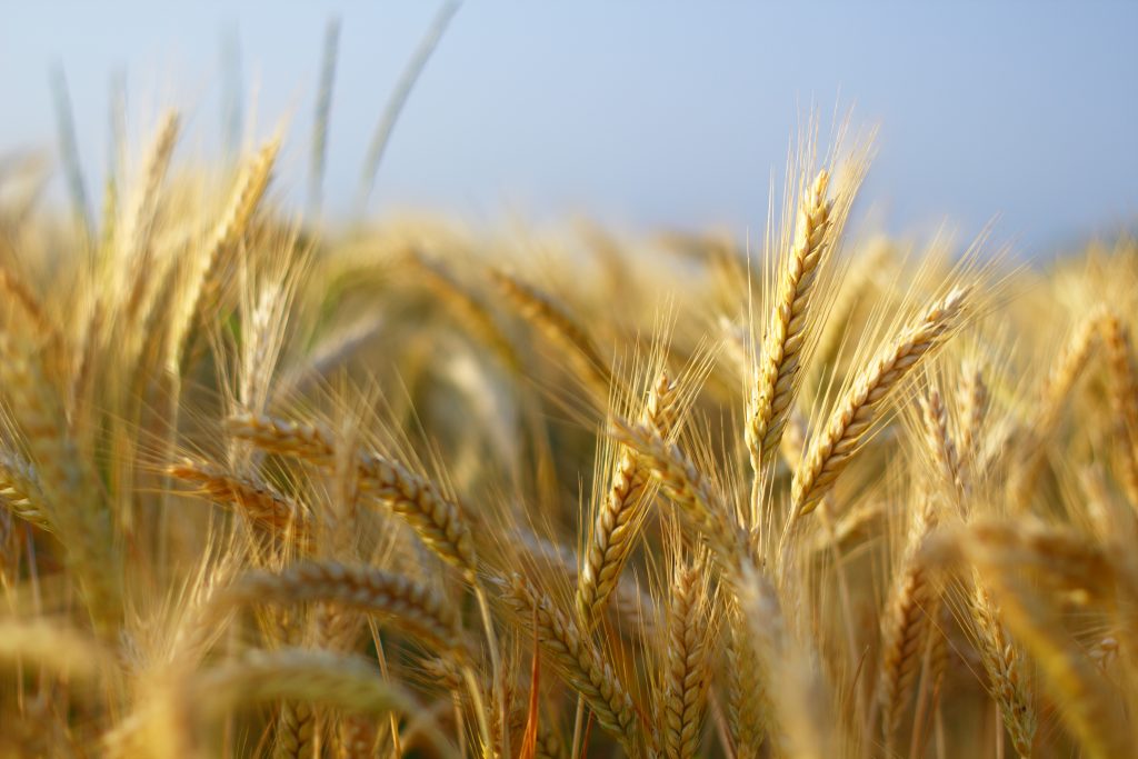 Cultivo de cebada en España - Medifer
