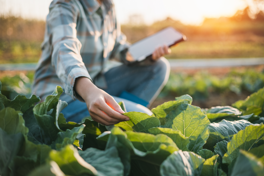Fertilizante foliar en agricultura - Medifer